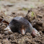 Mole