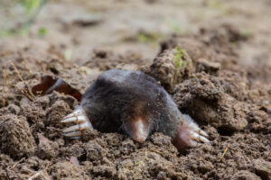 Mole