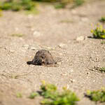 ground mole