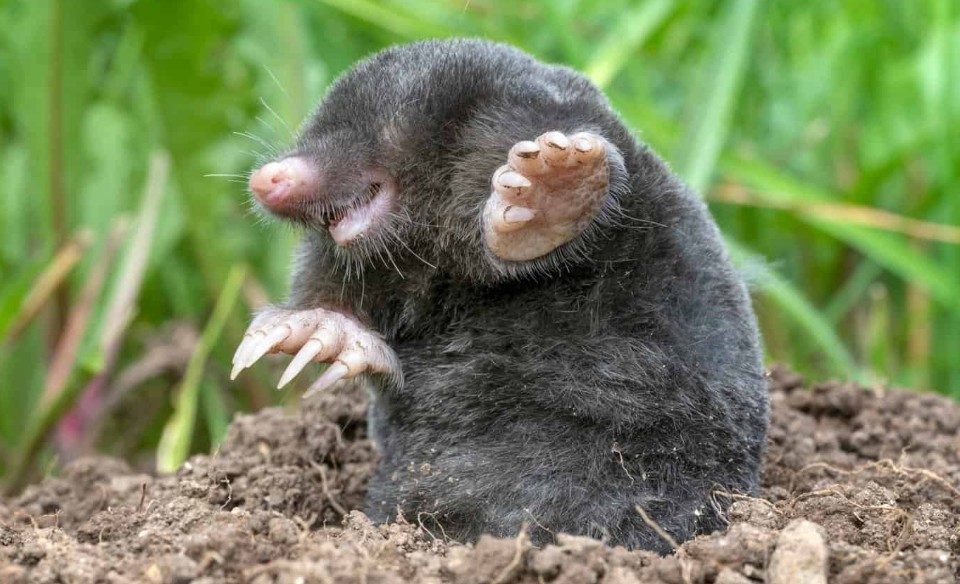 Ground mole close up — Cincinnati Ohio mole removal