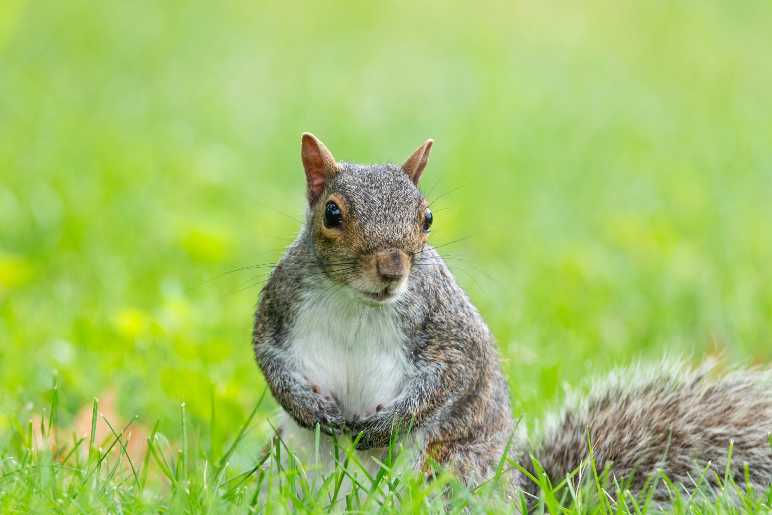 Squirrel removal professional