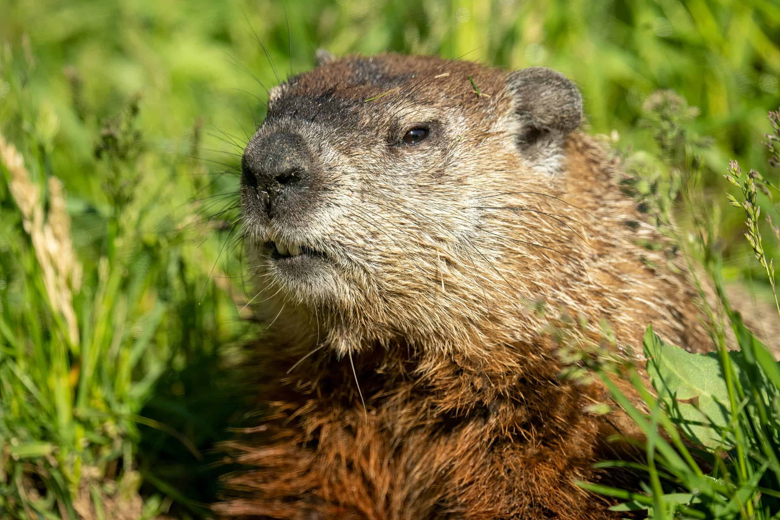 Groundhog on property