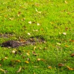 Mole holes in green lawn with scattered leaves, showing pest damage.