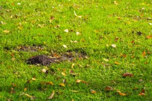 Mole holes in green lawn with scattered leaves, showing pest damage.