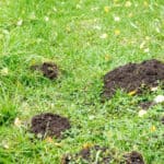 Soil mounds caused by moles in a grassy yard, indicating mole activity.
