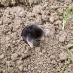 Mole emerging from the soil in a garden or yard setting.