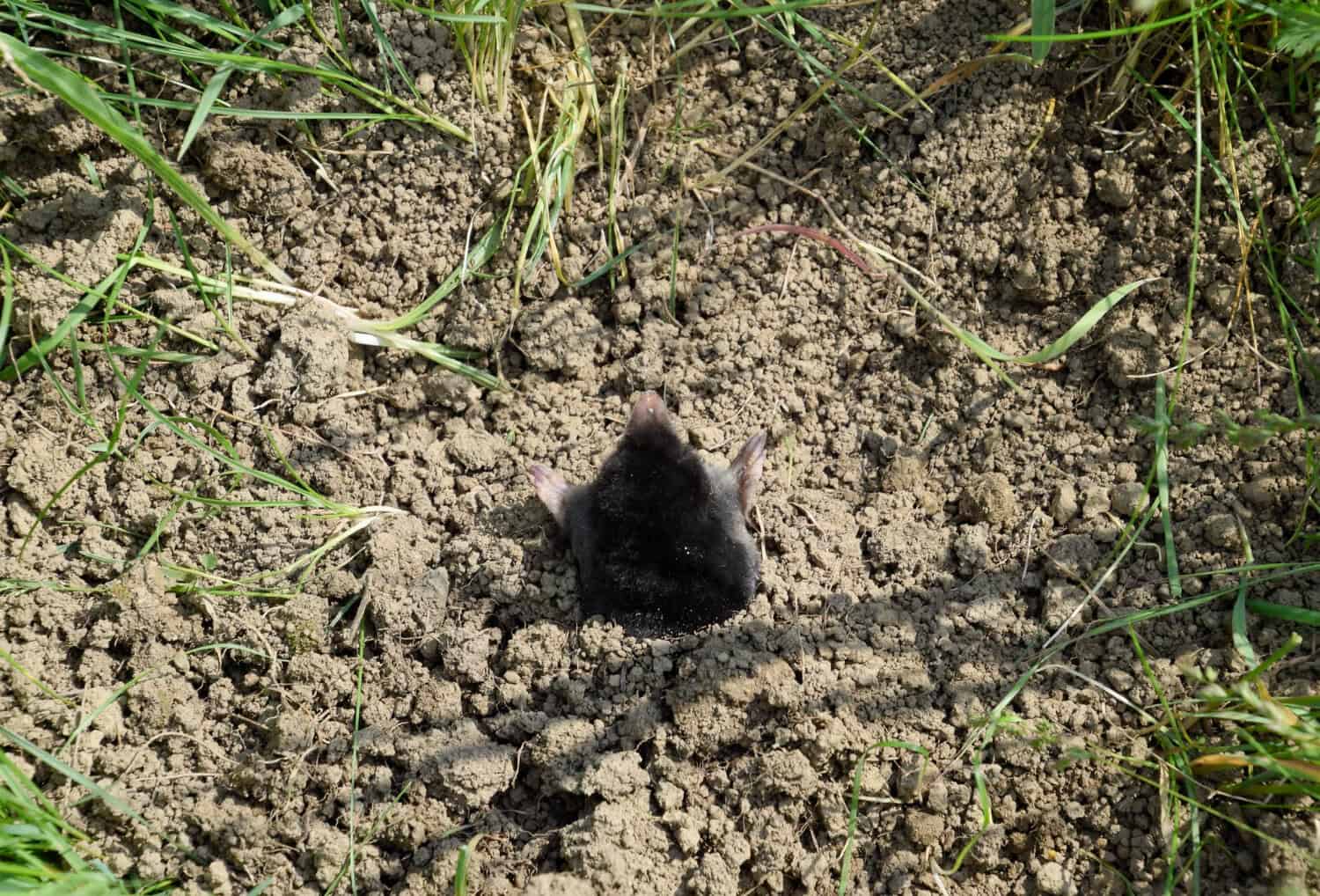 mole