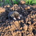 Close-up of a mole emerging from the soil in a garden setting.