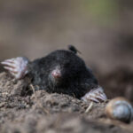 Mole emerging from the soil with a snail nearby, in natural outdoor setting.
