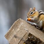 Chipmunk in the House: How They Get In and What They Wreck 1 Eastern chipmunk holding a nut on a concrete foundation block, the kind of hard cover they burrow against on Cincinnati homes