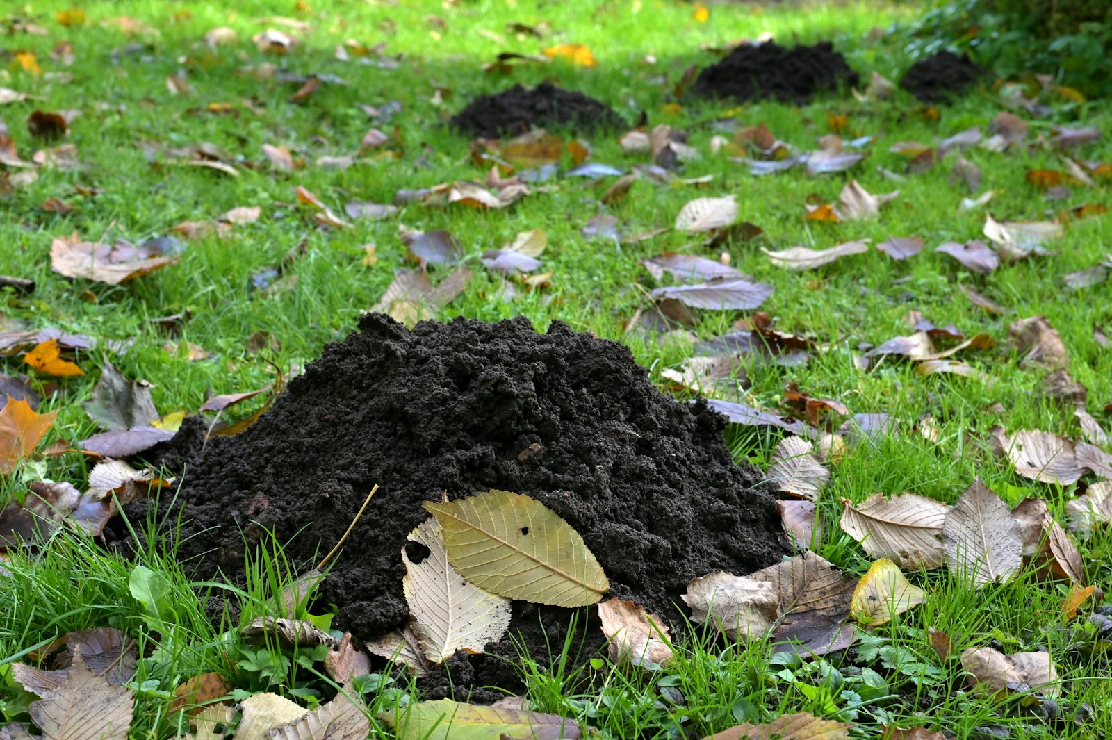Fresh molehills pushed up on a green lawn covered in fallen leaves, showing moles stay active into late fall and winter