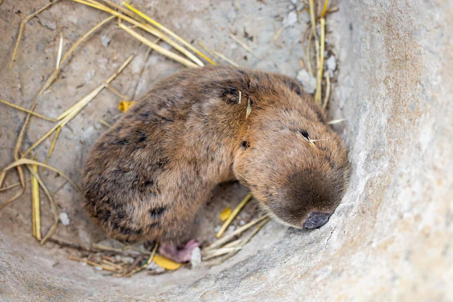 mole removal service
