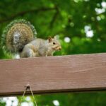 Squirrels in the Attic: Why They Keep Coming Back 2 Eastern gray squirrel perched on a wooden beam, the kind of roof line access point that leads to squirrels in the attic