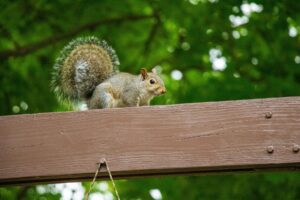 Squirrels in the Attic: Why They Keep Coming Back 3 Eastern gray squirrel perched on a wooden beam, the kind of roof line access point that leads to squirrels in the attic